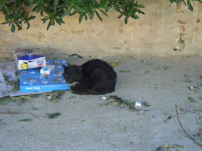 katzen im urlaub 13