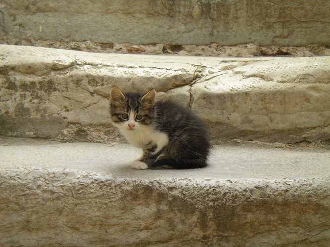 katzen im Urlaub 2