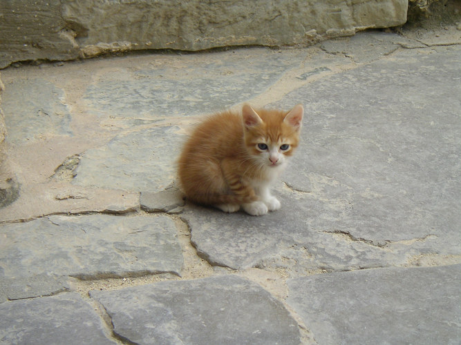 katzen im urlaub 4