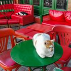 Katzen in einem Kaffee in der Stadt Karpathos