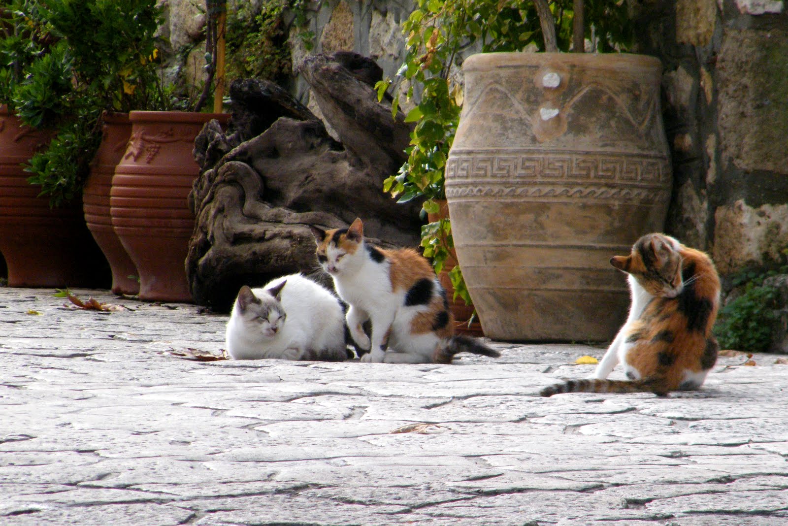 Katzen in Griechenland 