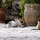 Katzen in Griechenland 