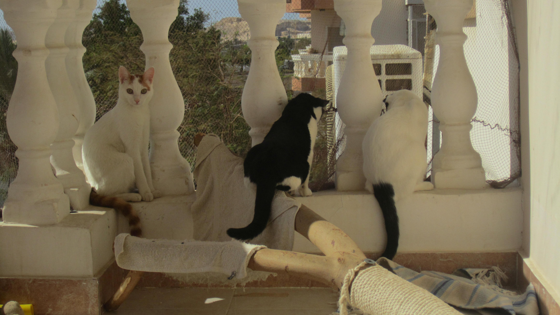 Katzen in Hurghada