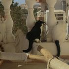 Katzen in Hurghada