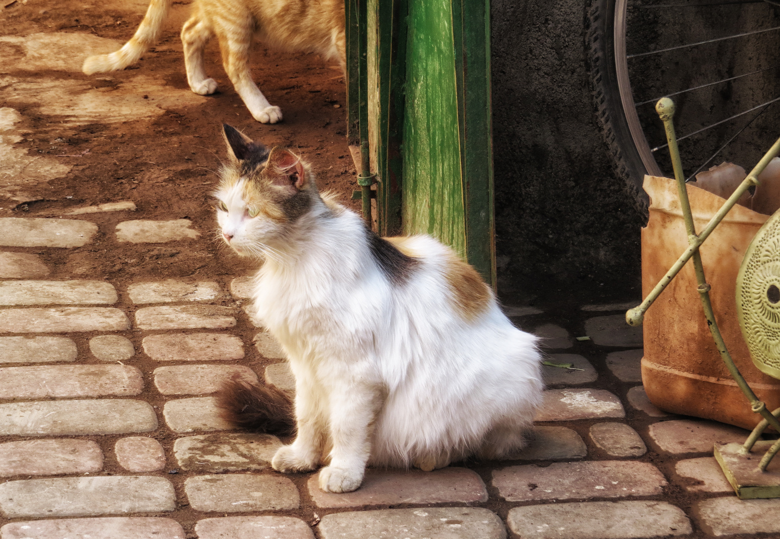 Katzen in Marakesch