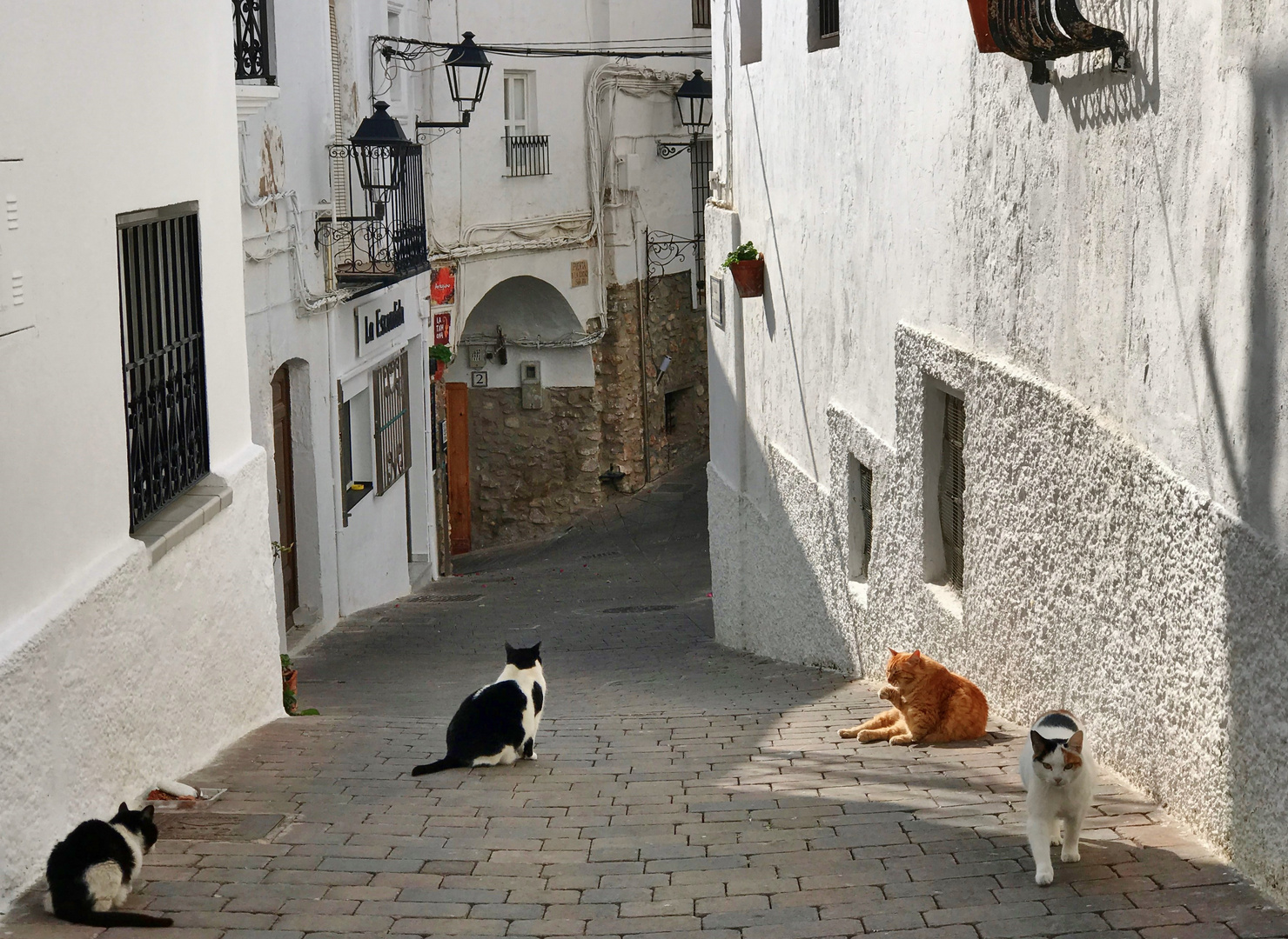 Katzen in Mojácar