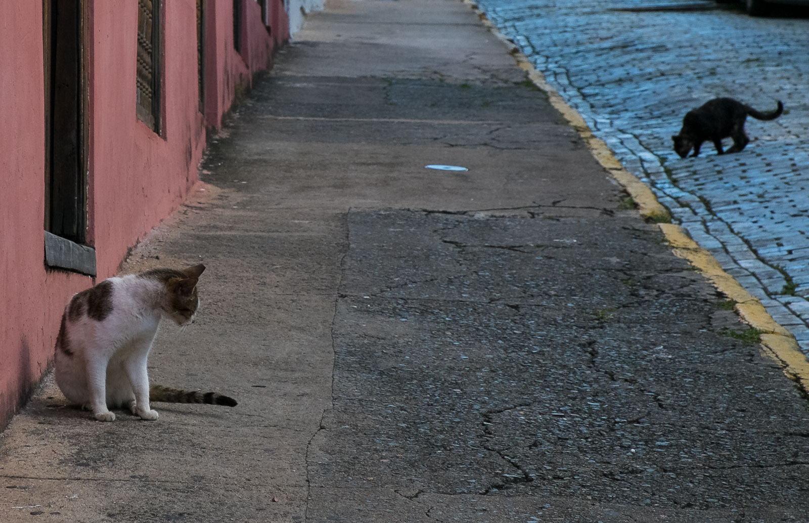 Katzen in Old San Juan