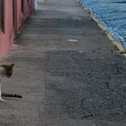 Katzen in Old San Juan