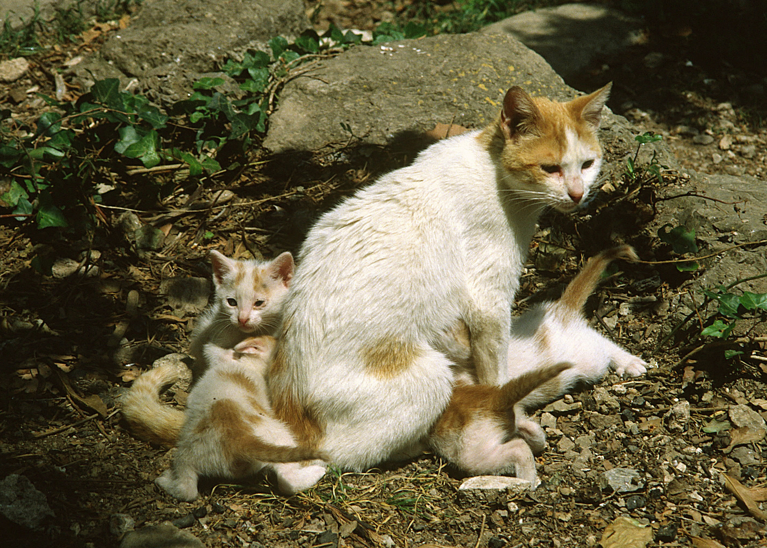 Katzen in Spanien - Idylle oder Elend?