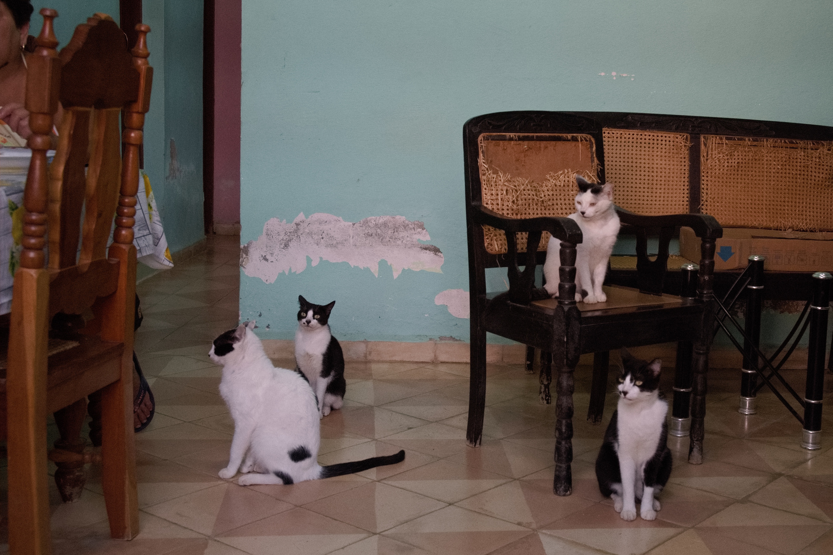 Katzen in Trinidad