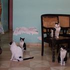 Katzen in Trinidad