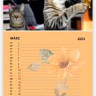 Katzen Kalender März