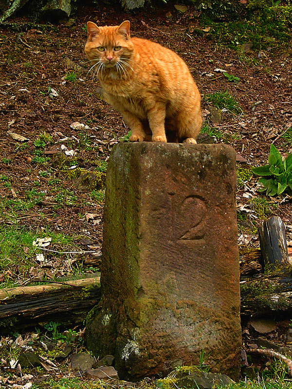 Katzen kennen keine Grenzen