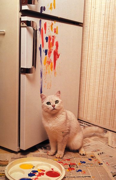 Katzen können auch malen,