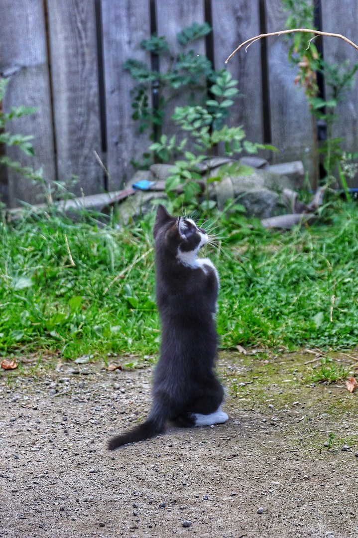 Katzen können das auch -  Wuff 