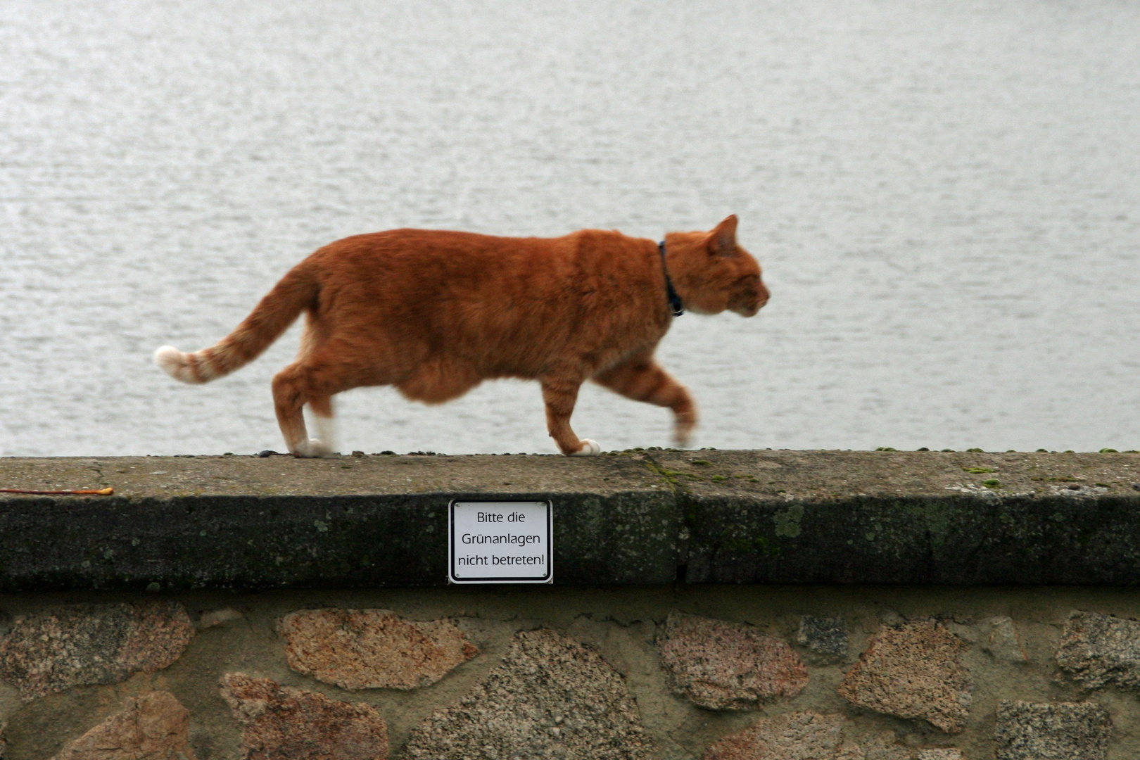 Katzen können doch lesen!