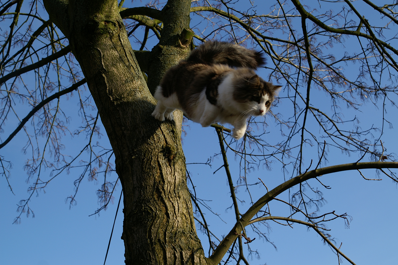 katzen kommen immer von baum runter !