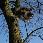 katzen kommen immer von baum runter !