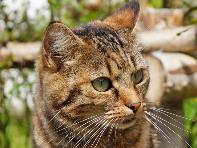 Katzen Kopf