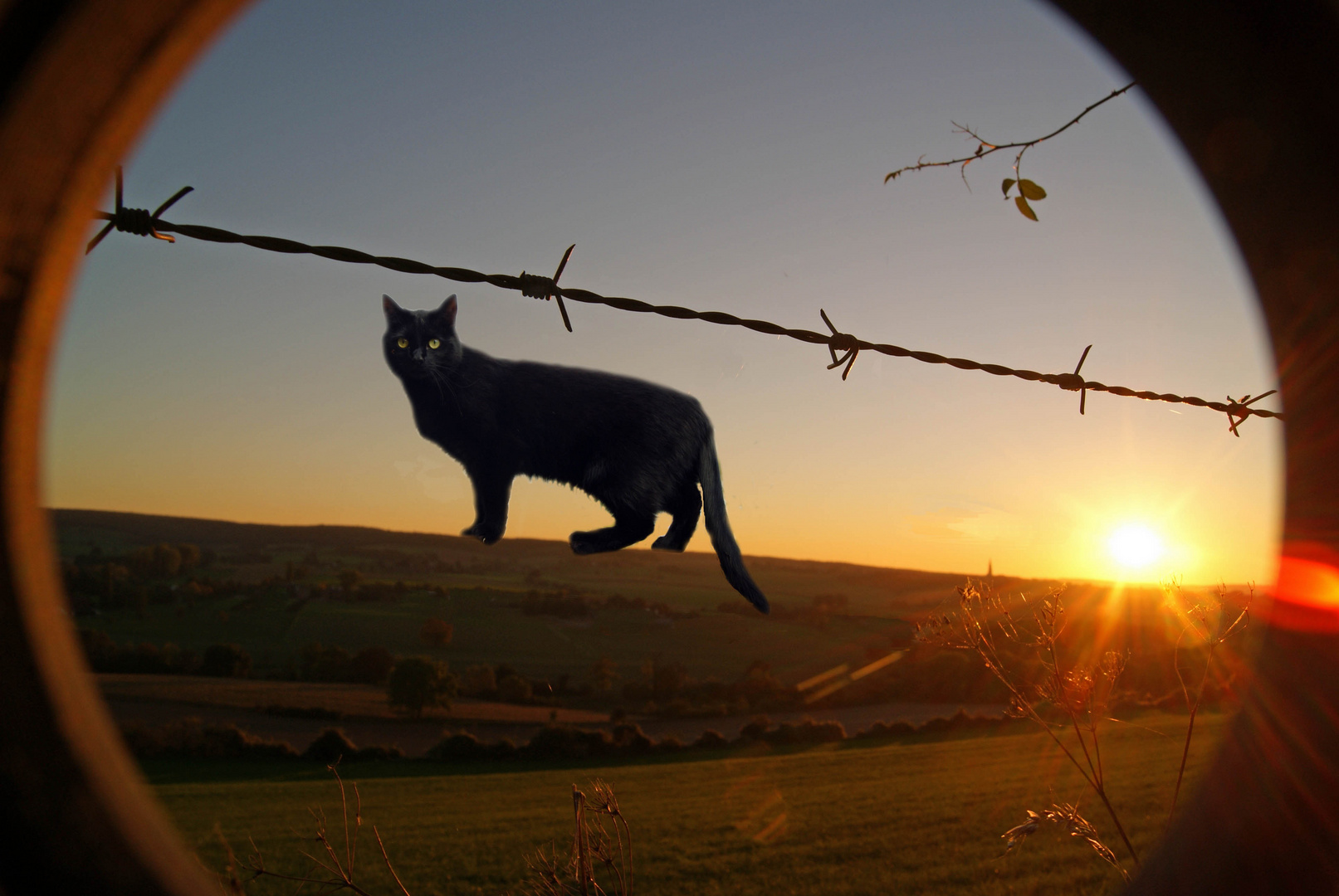 Katzen lieben die Freiheit