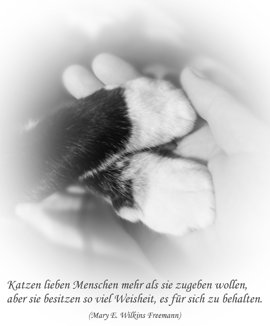 Katzen lieben Menschen.....