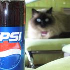 Katzen lieben Pepsi!