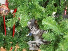 katzen lieben Weihnachten