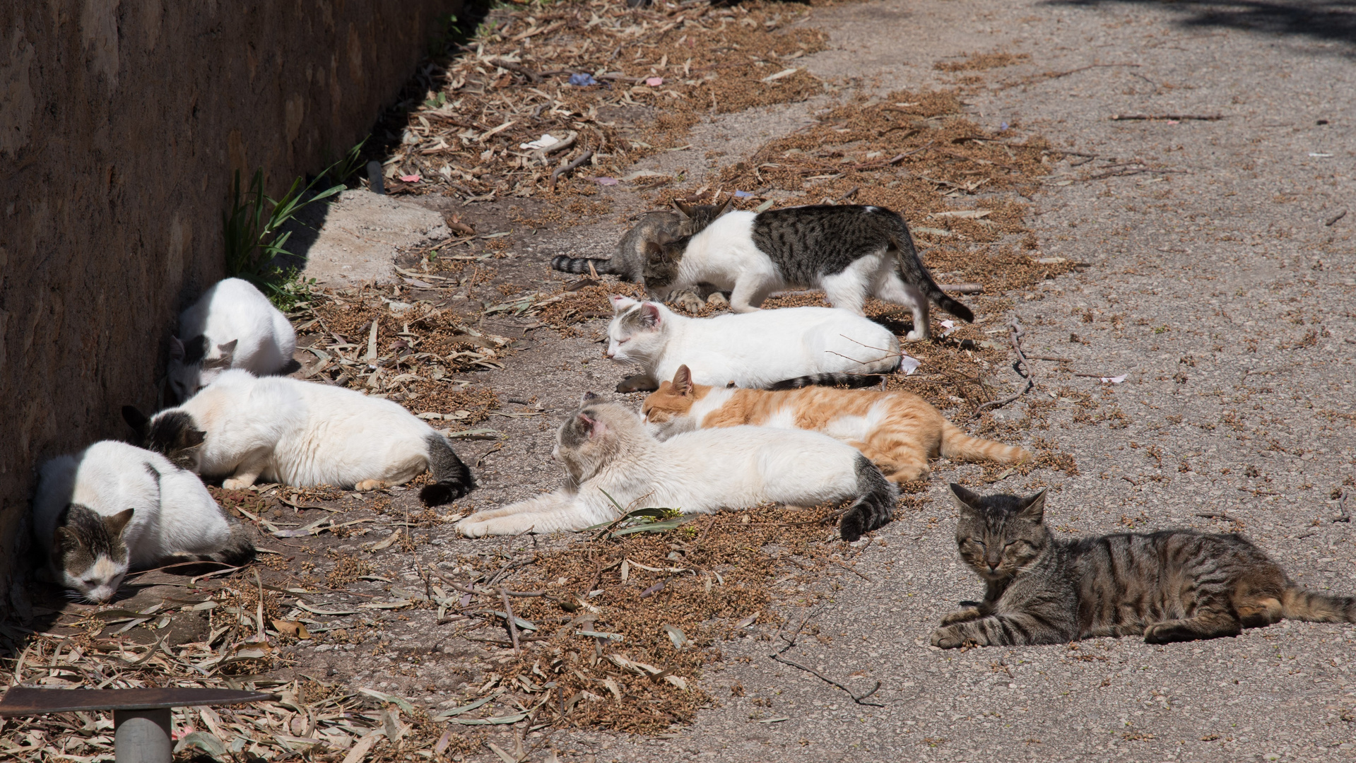 Katzen machen Pause