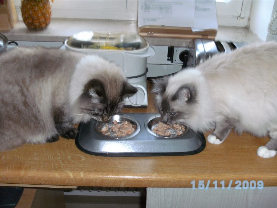 Katzen Mahlzeit