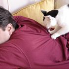 Katzen Massage