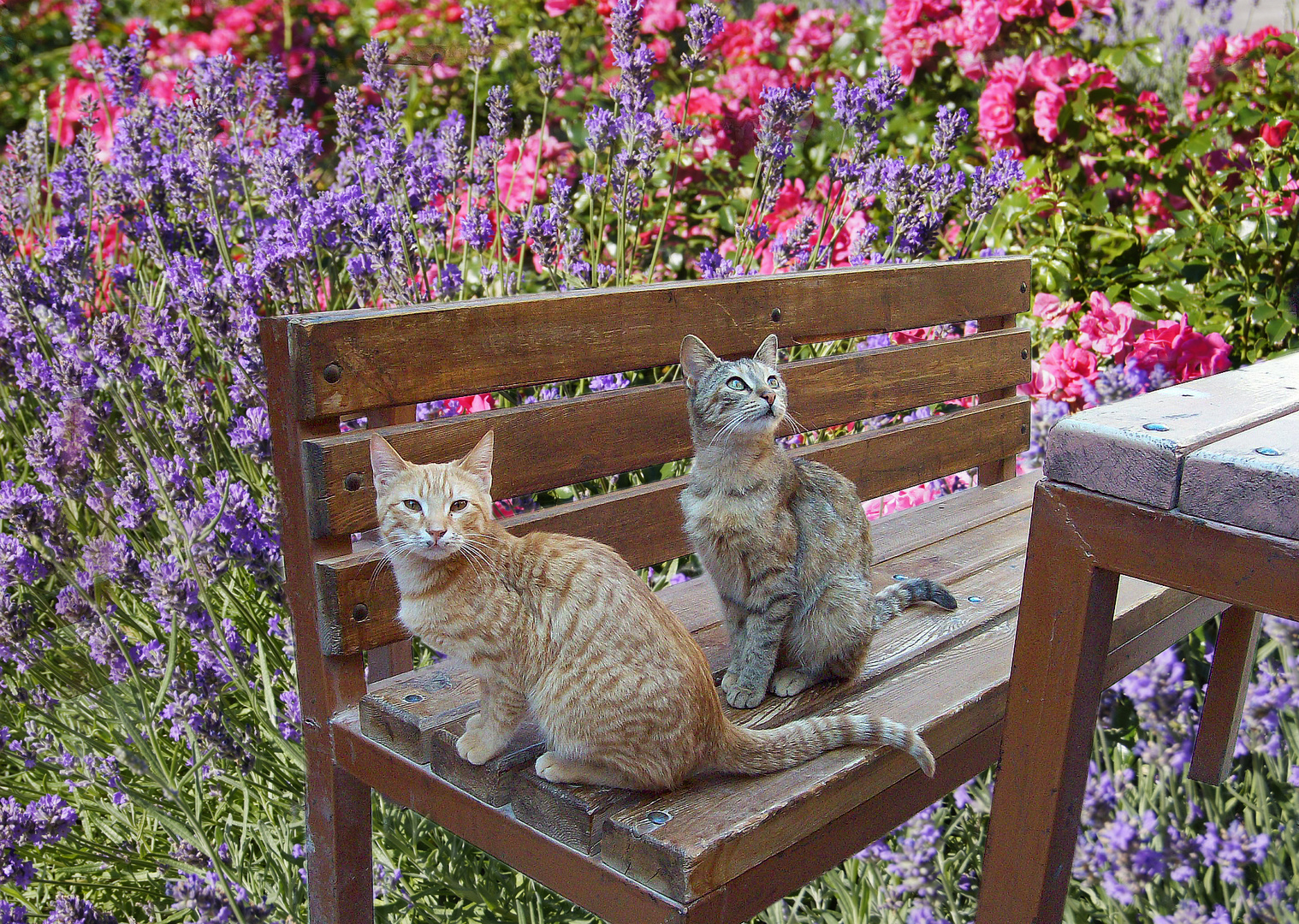 Katzen mit LavendelRosen-Hintergrund