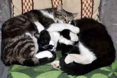Katzen-Mittagsschlaf