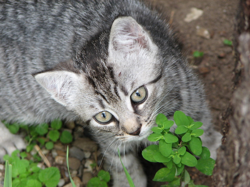 Katzen-Nachwuchs