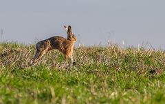 Katzen - oder Hasenbuckel?