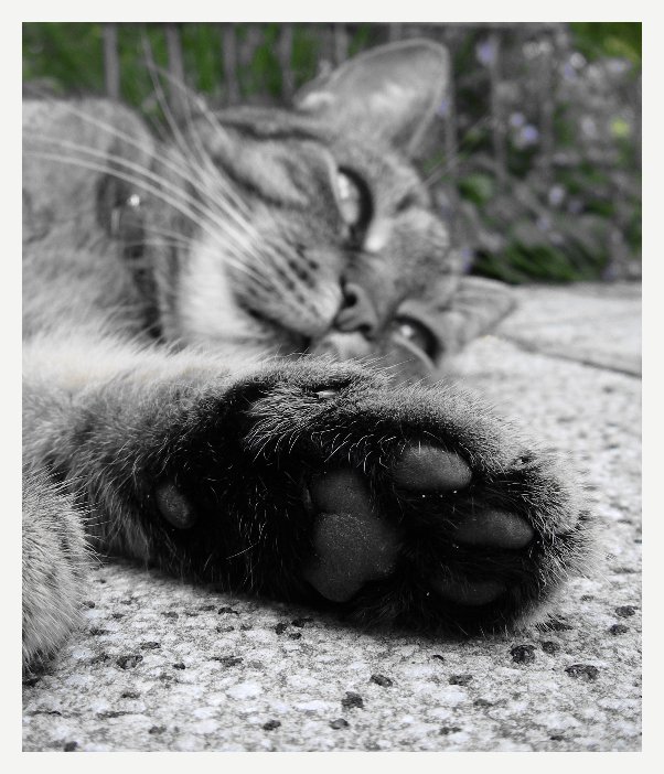 KatzenPfote Foto & Bild tiere, haustiere, katzen Bilder auf