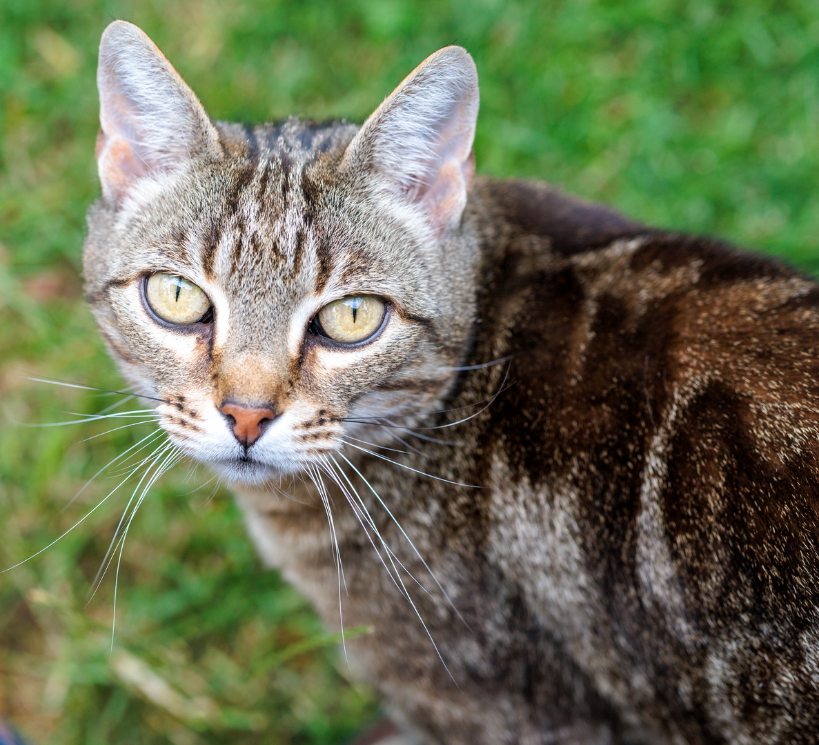 Katzen Porträt