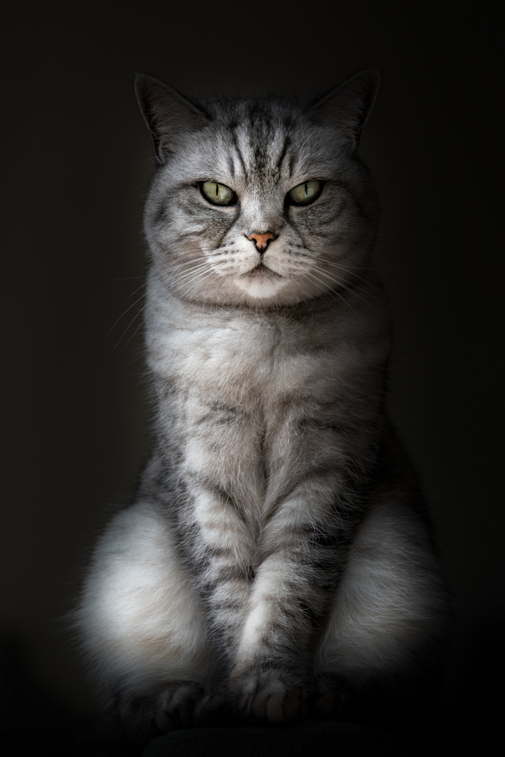 Katzen Portrait