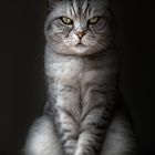 Katzen Portrait