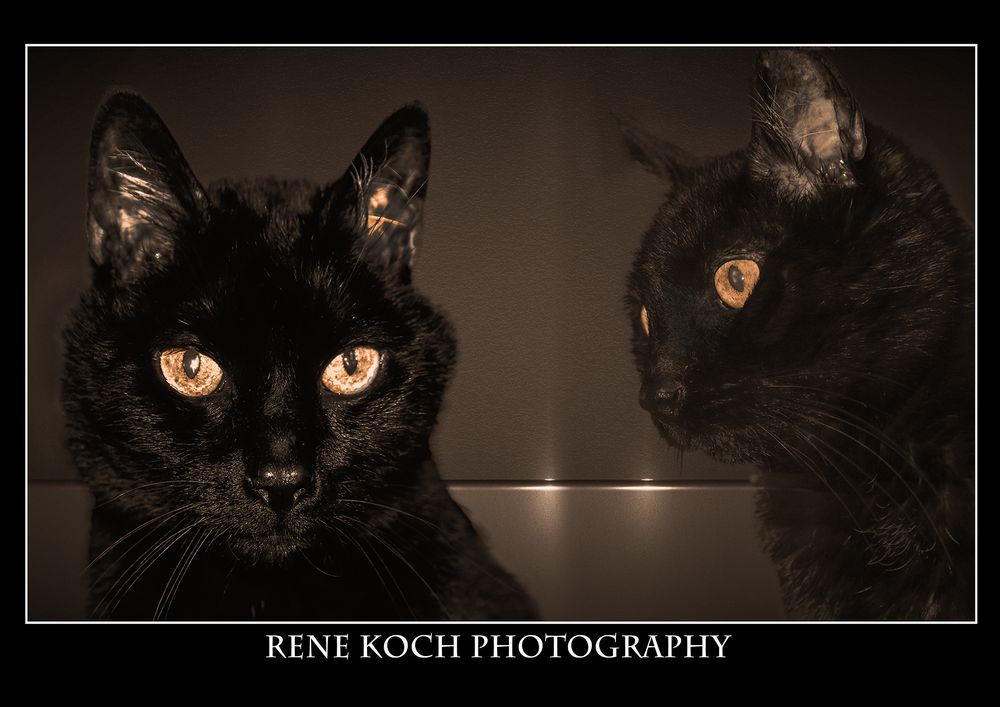 Katzen Portrait