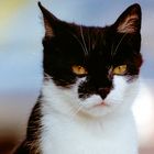Katzen-Portrait