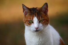 Katzen Portrait