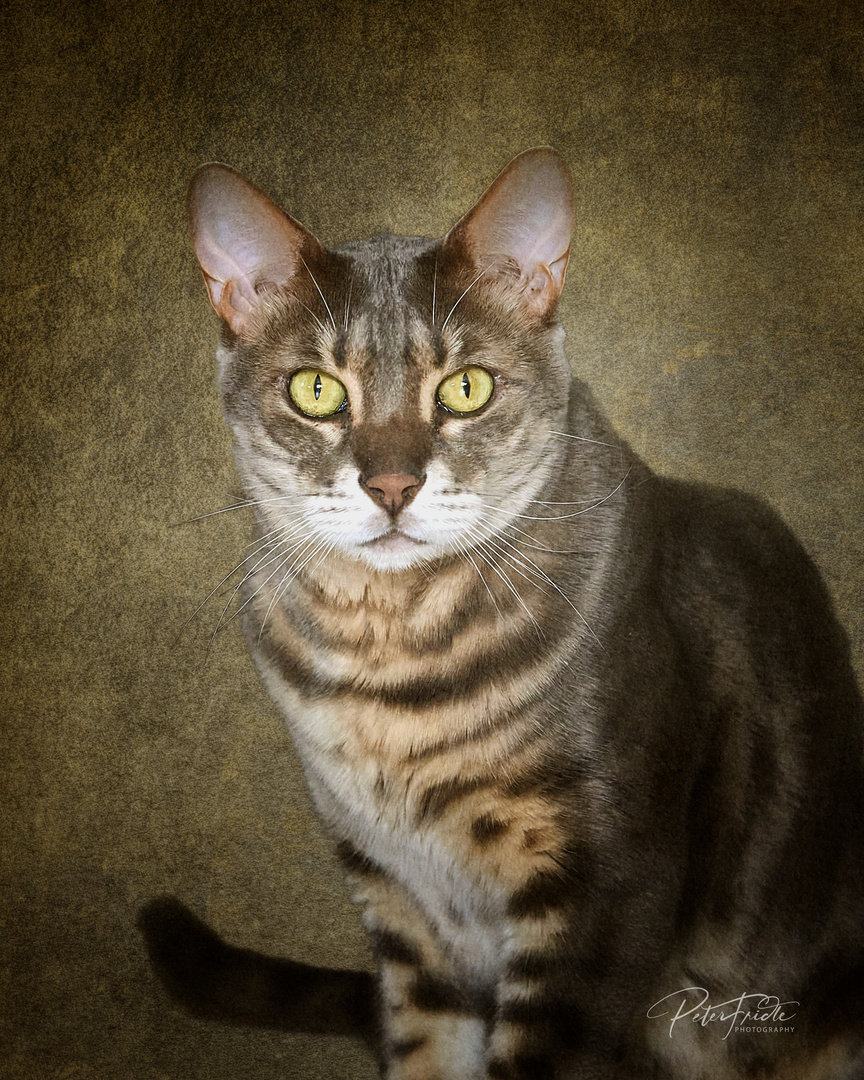 Katzen Portrait