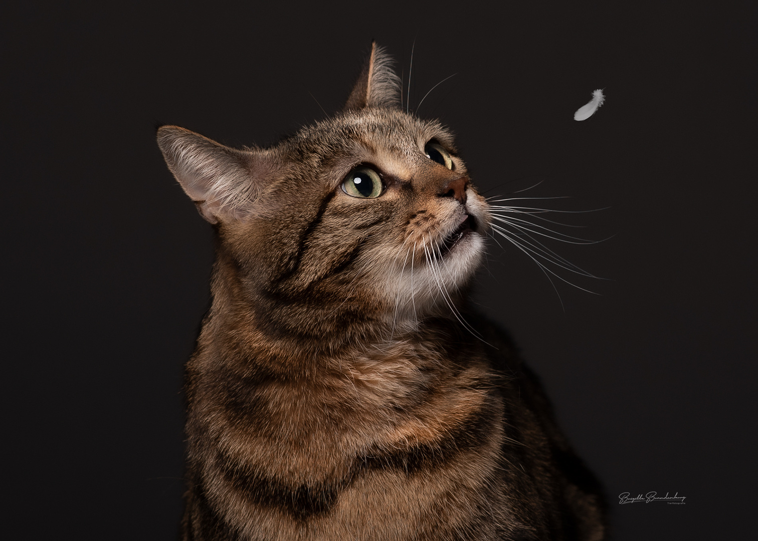 Katzen Portrait 