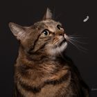 Katzen Portrait 