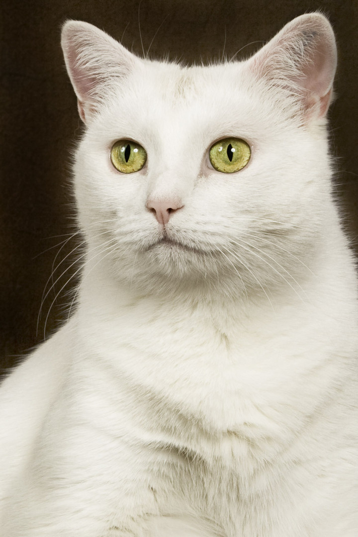 Katzen-Portrait