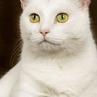 Katzen-Portrait