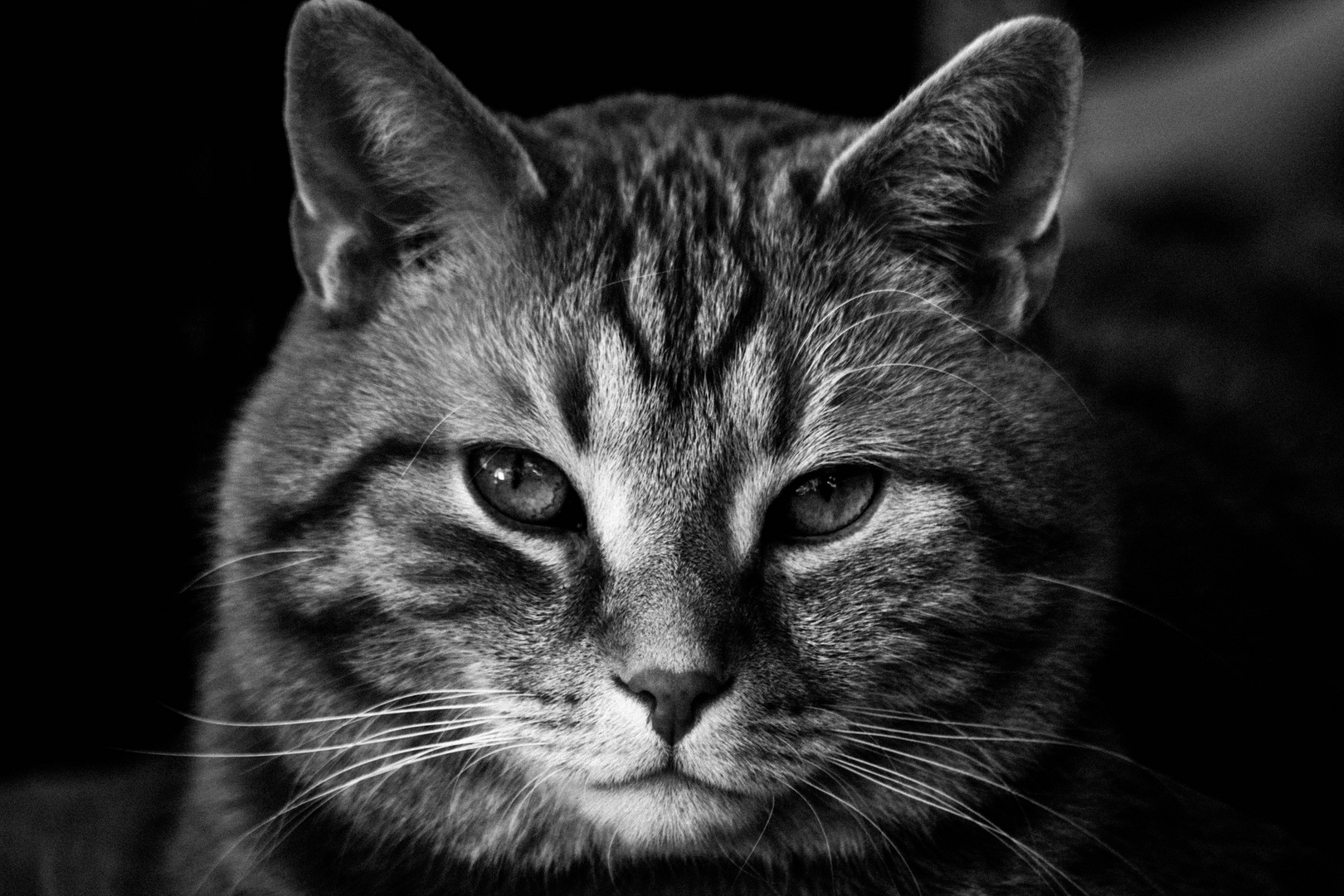 Katzen-Portrait