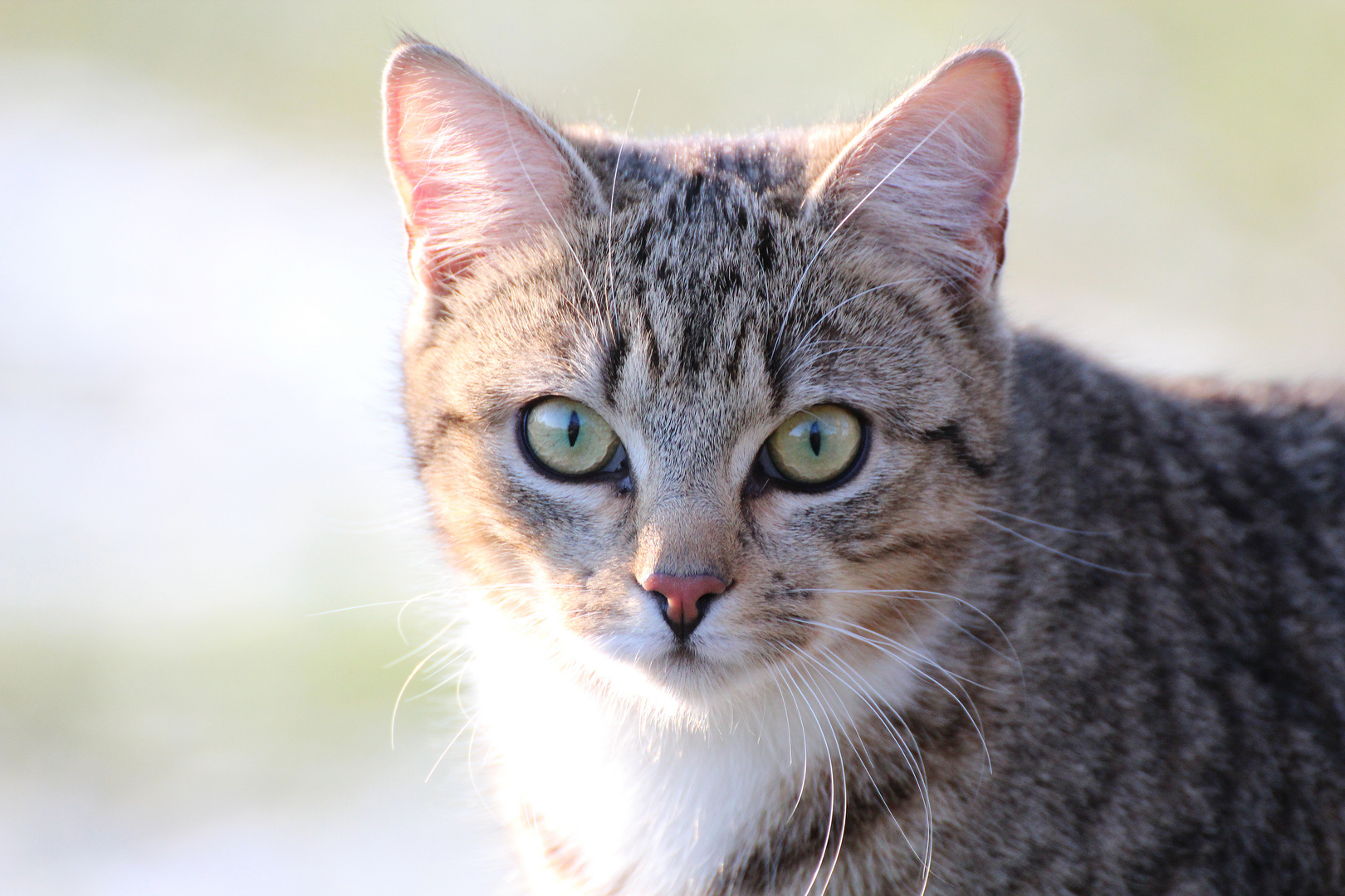 Katzen-Portrait in der Wintersonne