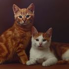 Katzen Portraits