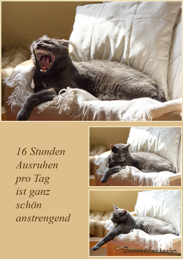 Katzen schlafen 16 Stunden am Tag